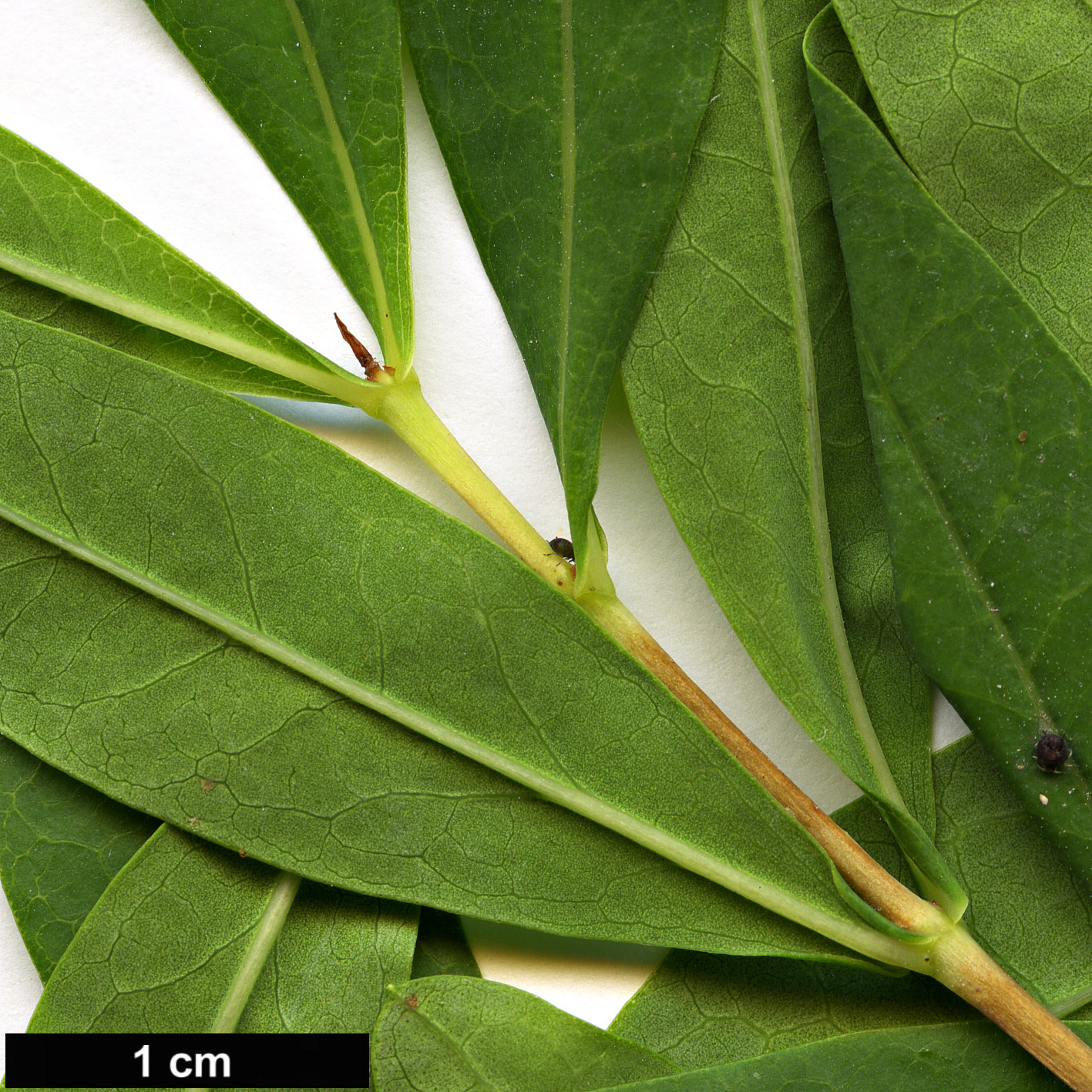 High resolution image: Family: Hypericaceae - Genus: Hypericum - Taxon: canariense